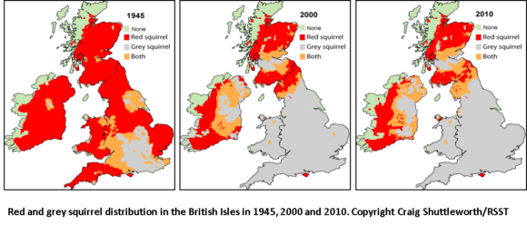 Squirrel Distribution Map C Craig Shuttleworth And Rsst - Red Squirrels 