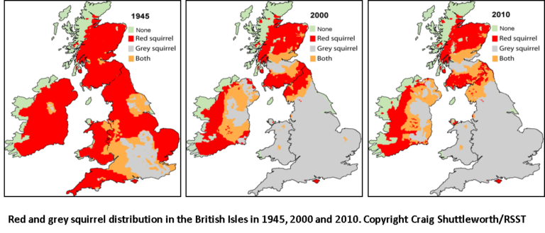 Squirrel distribution map c Craig Shuttleworth and RSST - Red Squirrels ...